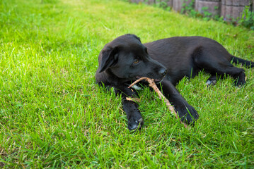 Pretty young dog Kaya playing in the grass