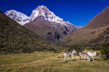 Fototapeta premium Donkeys and Huascaran in Cordillera Blanca at sunrise, snowcapped Andes
