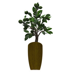 Generic Plant Tree PNG rendered in 4K Resolution for compositing and Background. With transparency alpha channel.  8K based in 3d model.
