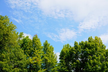 木々と快晴の青空の背景