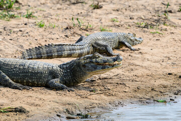 Caiman with open mouth  sunbathing on the sandbar of the pond