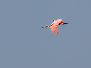 Fototapeta na wymiar Roseate Spoonbill flying against blue sky