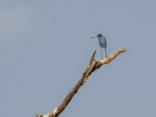Little Blue Heron standing on top dead tree against blue sky