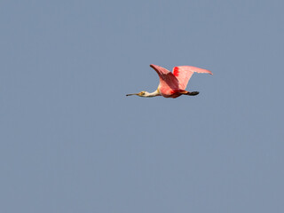 Roseate Spoonbill flying against blue sky
