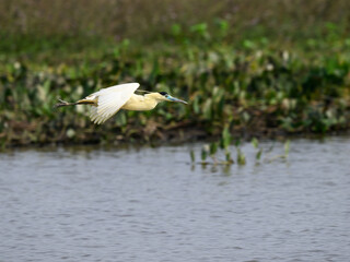 Capped Heron flying over pond with green vegetation