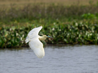 Capped Heron flying over pond with green vegetation