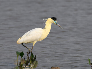Capped Heron foraging on the pond with green vegetation