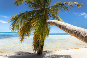 Palm tree and Tropical idyllic beach in Punta Cana, turquoise caribbean sea