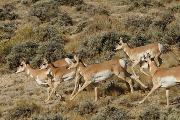 antelope in the wild