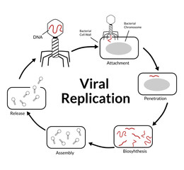 Vector illustration of virus replication process, black white, stages, life cycle, biology, lesson, school