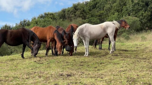 View of herd of horses grazing in the green grass.
A group of various beautiful horses