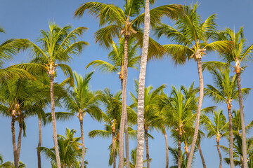 Tropical paradise, idyllic caribbean palm trees in Punta Cana, Dominican Republi