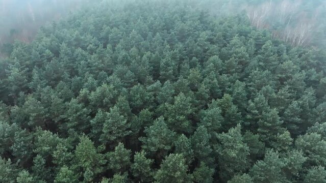 Dark, foggy forest from a bird's eye view, recorded from a drone. The concept of a gloomy mist-covered forest, grayish autumn forest seen from the air, drone.