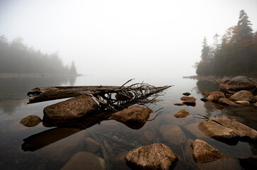 tree on a foggy morning