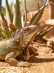 iguana laying outside in sand