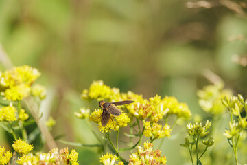 Poecilanthrax tegminipennis, a Banded Bee Fly nectaring on goldenrod flowers