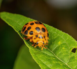 ladybug on leaf