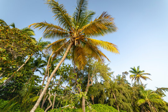 Tropical paradise, idyllic caribbean palm trees in Punta Cana, Dominican Republi