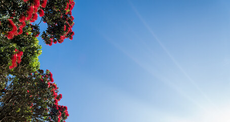 Pohutukawa trees in full bloom against a blue sky, New Zealand Christmas tree. Auckland.