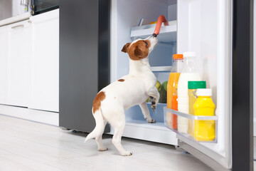Cute Jack Russell Terrier trying to steal sausage from refrigerator indoors
