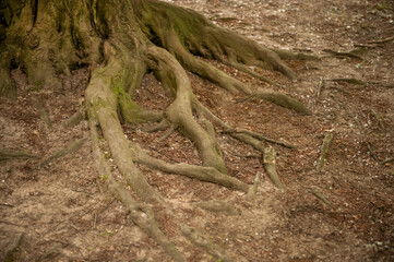 Tree roots visible through soil in forest