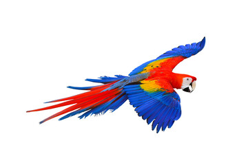 Colorful macaw parrot flying isolated on transparent background png file © Passakorn