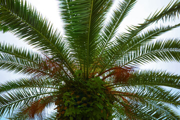 Obraz na płótnie Canvas Beautiful tropical leaves of palm tree against clear sky