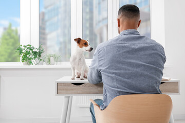 Young man with Jack Russell Terrier working at desk in home office, back view