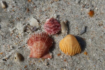 Beautiful colored seashells on sand background in Atlantic coast of North Florida