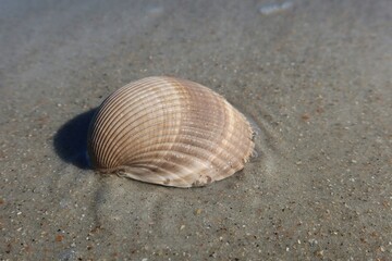 Fototapeta na wymiar Beautiful brown seashell on sand background