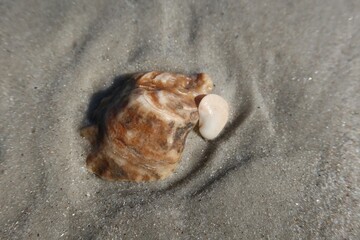 Seashell on the sand on Florida beach