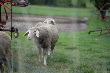 Schafe auf Wiese