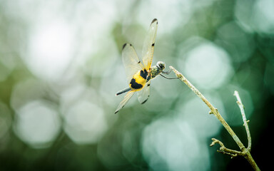 A dragonfly perched on a tree branch and nature background, Selective focus, insect macro, Colorful insect in Thailand.