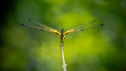 A dragonfly perched on a tree branch and nature background, Selective focus, insect macro, Colorful insect in Thailand.