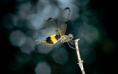 A dragonfly perched on a tree branch and nature background, Selective focus, insect macro, Colorful insect in Thailand.