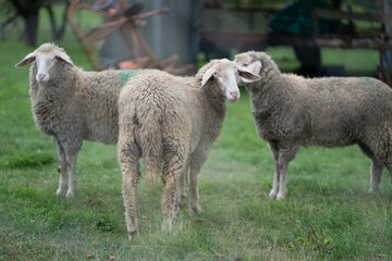 Schafe auf Wiese