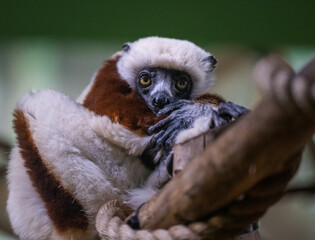 lemur on tree