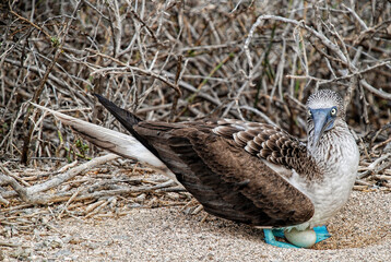 Female Blue-footed Booby nesting in Galapagos islands scrubland
