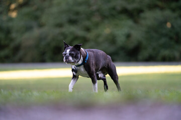 boston terrier running on gras behind green trees