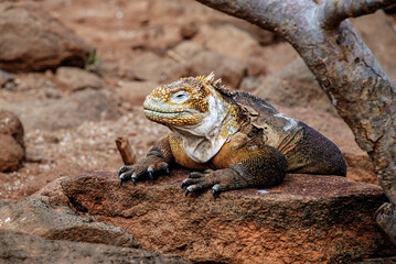 Endemic yellowish Galapagos land iguana on arid rocky land