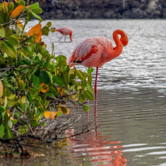 American Galapagos Flamingo with gracefully curved neck in a saltwater lagoon of Galapagos