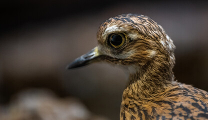 close up of a bird