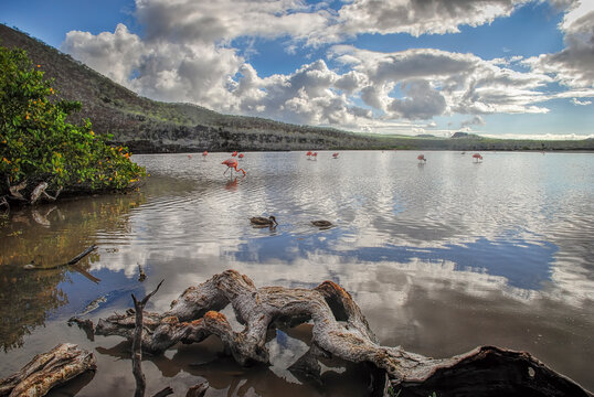 The Flamingo lagoon at Punta Cormorant - Floreana island - Galapagos