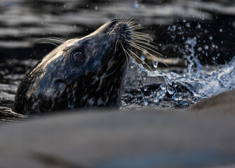 seal in the water