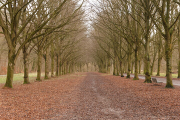 Obraz premium Trees in an european park