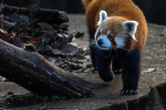 Red Panda Bear