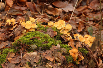 Yellow mushrooms closeup in an european forest