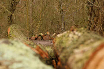 Tree stumps in an european park