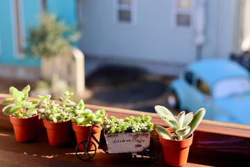 窓辺の景色　朝日が差し込む部屋の窓に飾られた観葉植物　窓のある生活