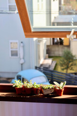 窓辺の景色　朝日が差し込む部屋の窓に飾られた観葉植物　窓のある生活